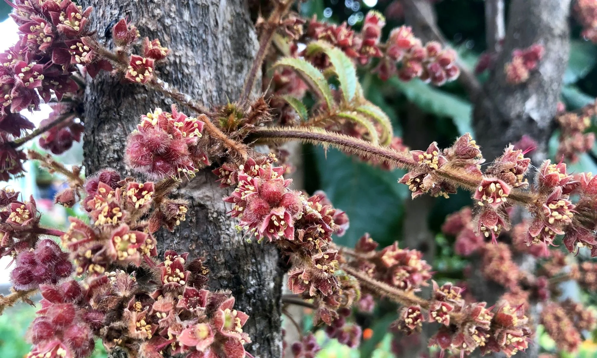 Ancient Flavors, Modern Superfoods